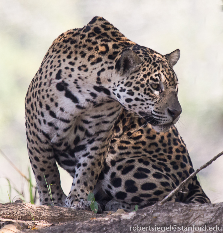jaguar looking back